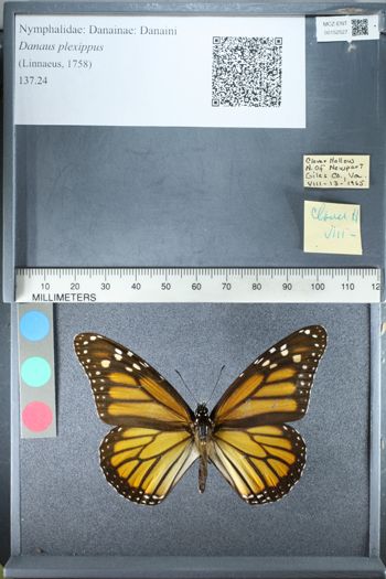 Media type: image;   Entomology 152527